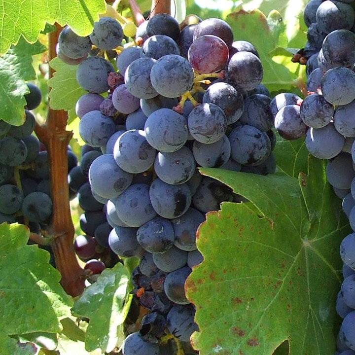 Avgoustiatis Red local grape variety of Zakynthos island in Greece as found in Zakynthos winery Art & Wine