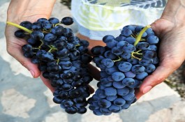 Avgoustiatis Red Grape Variety of Zakynthos Greece