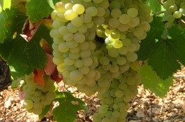 Vostilidi white Grape Variety of Zakynthos Greece